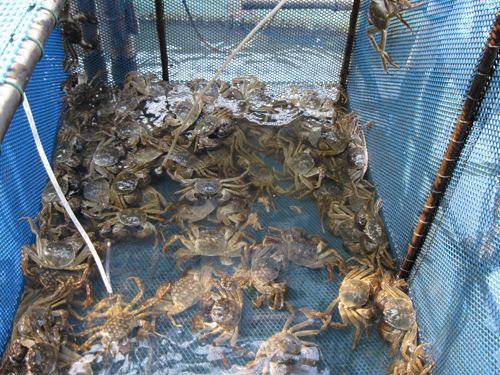 陽(yáng)澄湖農(nóng)家樂(lè)旅游一日游，品蟹、游文化老街，賞文化名鎮(zhèn)