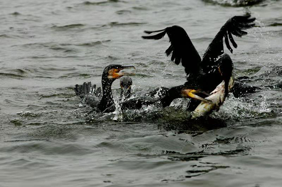 1552897112334418.png 圖片6.png