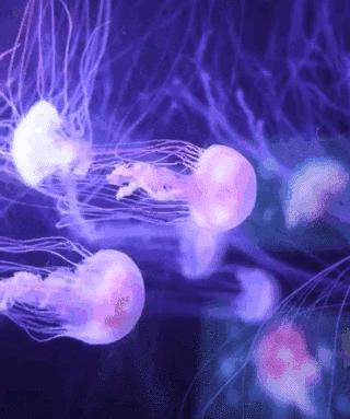 1528681997875909.jpg 圖片24.jpg