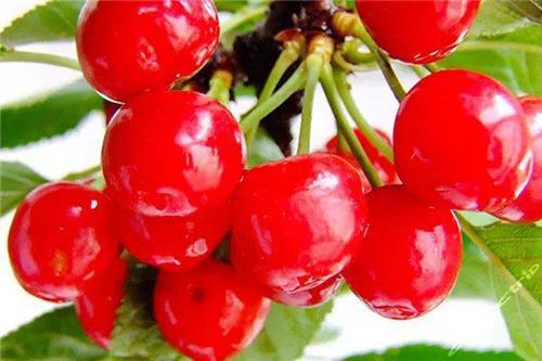 1528682119709010.jpg 圖片31.jpg