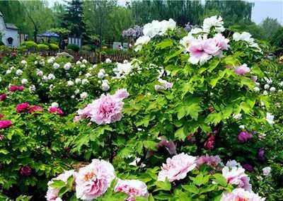柏鄉(xiāng)牡丹園01