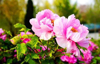 柏鄉(xiāng)牡丹園02