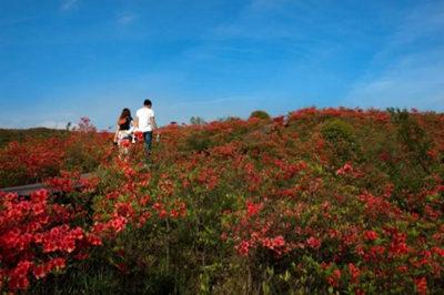 大圍山杜鵑花節(jié)010