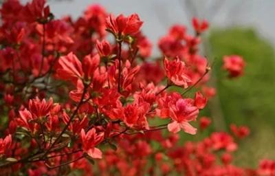 大圍山杜鵑花節(jié)01