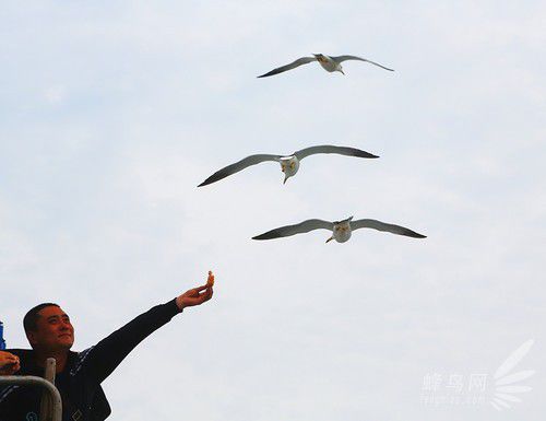 出海喂鳥吃海鮮 山東長島讓你玩到爽