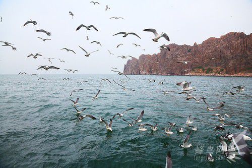 出海喂鳥吃海鮮 山東長島讓你玩到爽