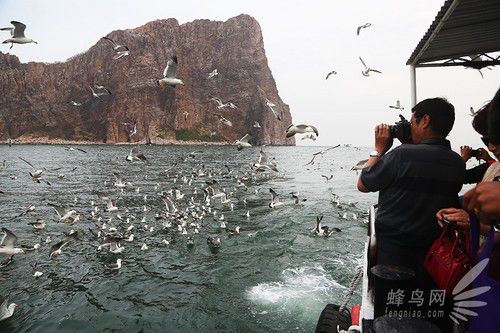 出海喂鳥吃海鮮 山東長島讓你玩到爽