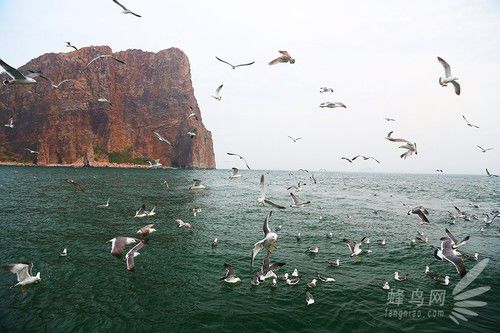出海喂鳥吃海鮮 山東長島讓你玩到爽