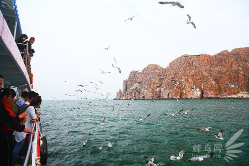 出海喂鳥吃海鮮 山東長島讓你玩到爽