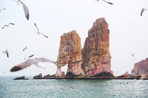 出海喂鳥吃海鮮 山東長島讓你玩到爽