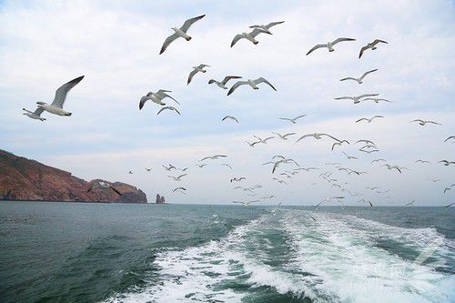 出海喂鳥吃海鮮 山東長島讓你玩到爽