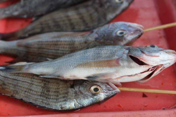 無與倫比的美味：長島國際度假區(qū)的海鮮盛宴