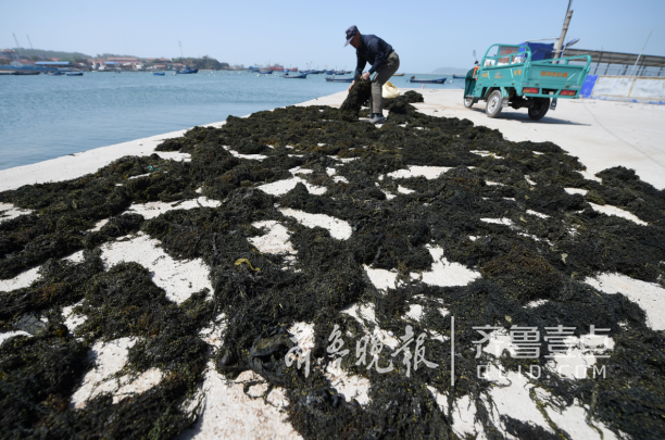 煙臺(tái)長島：“閑”下來的休漁期，船閑人不閑