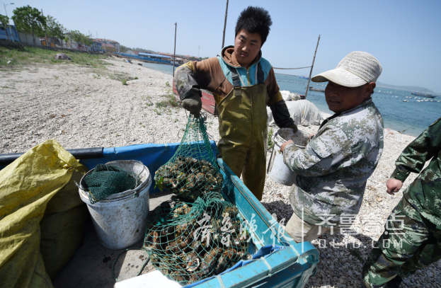 煙臺(tái)長島：“閑”下來的休漁期，船閑人不閑