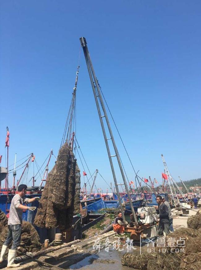 休漁人不休！長島開始扇貝收割加工!一天加工300萬斤