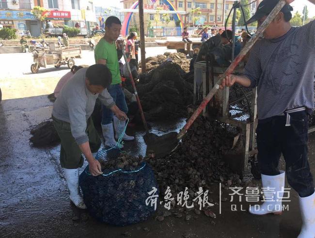 休漁人不休！長島開始扇貝收割加工!一天加工300萬斤