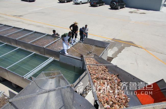 休漁人不休！長島開始扇貝收割加工!一天加工300萬斤