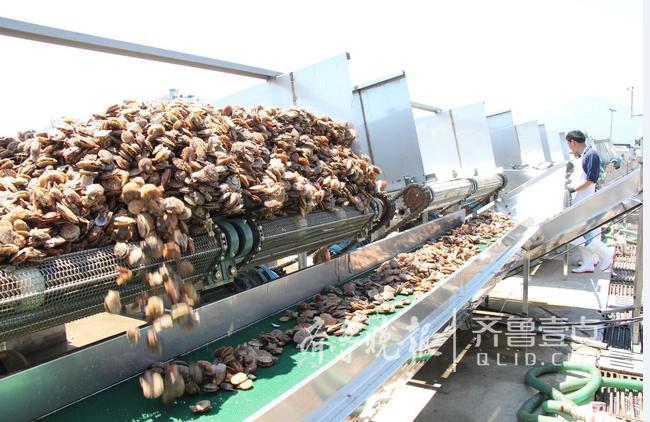 休漁人不休！長島開始扇貝收割加工!一天加工300萬斤