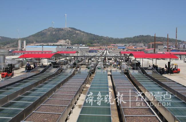 休漁人不休！長島開始扇貝收割加工!一天加工300萬斤