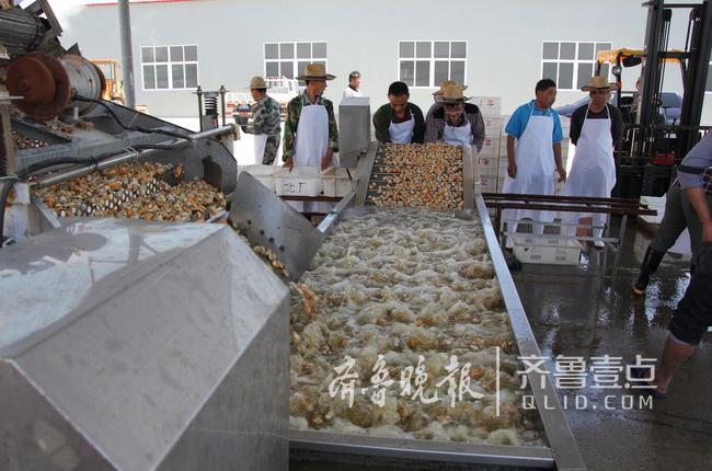 休漁人不休！長島開始扇貝收割加工!一天加工300萬斤