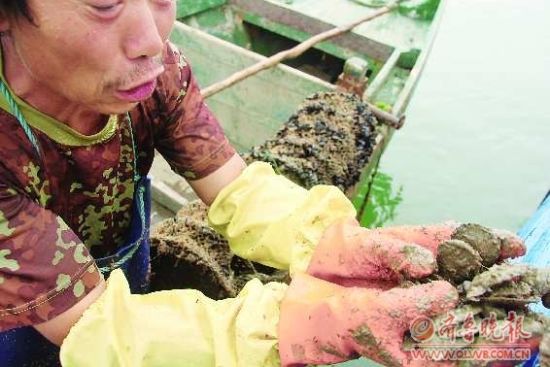 捧著死扇貝，漁民老黃很難過。 鞠平 攝