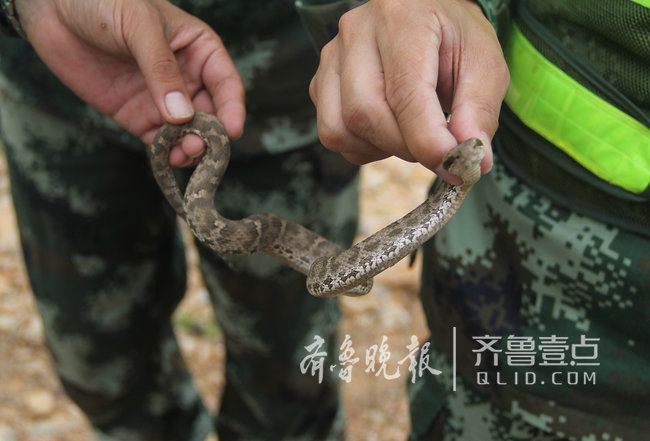 煙臺這座海島上蝮蛇成群，民警每天巡邏30公里