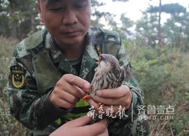 煙臺這座海島上蝮蛇成群，民警每天巡邏30公里