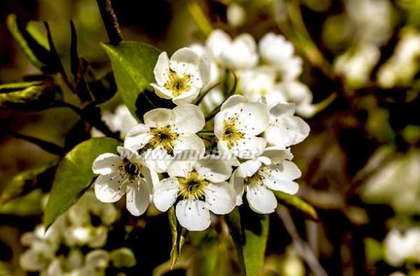 貴德梨花節(jié)開幕式 2015青海貴德梨花節(jié)