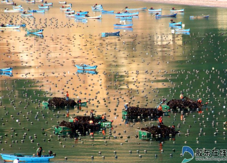 海上牧場(chǎng)