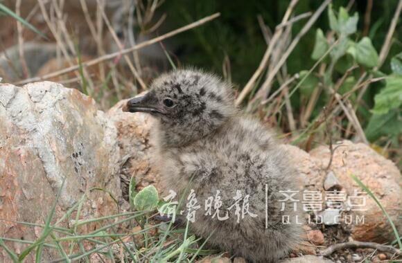 從產(chǎn)蛋到孵化，數(shù)萬只黑尾鷗在這里繁育后代