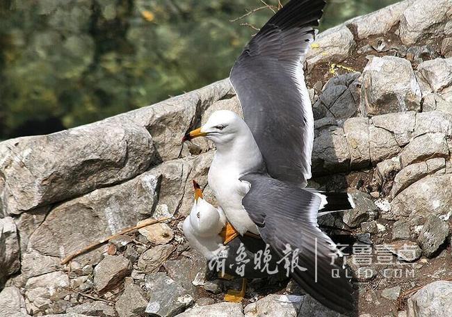 從產(chǎn)蛋到孵化，數(shù)萬只黑尾鷗在這里繁育后代