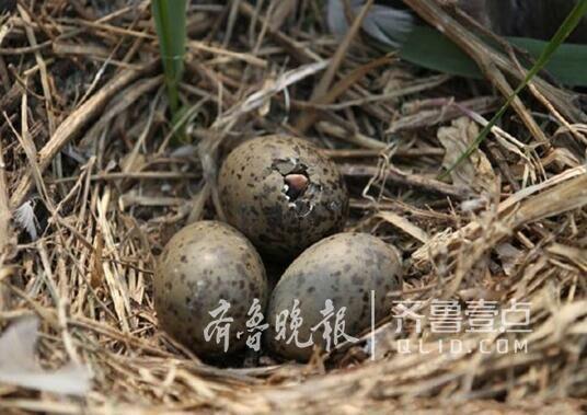 從產(chǎn)蛋到孵化，數(shù)萬只黑尾鷗在這里繁育后代