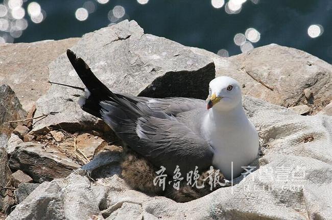 從產(chǎn)蛋到孵化，數(shù)萬只黑尾鷗在這里繁育后代