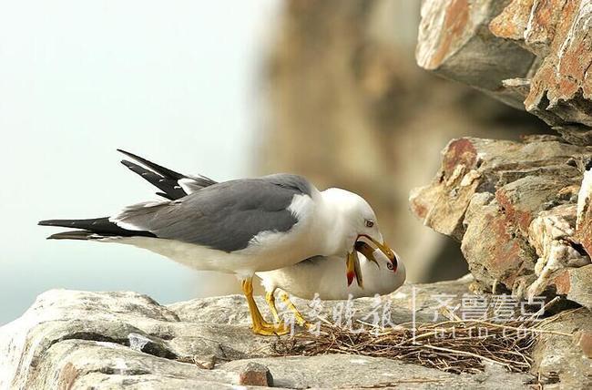 從產(chǎn)蛋到孵化，數(shù)萬只黑尾鷗在這里繁育后代