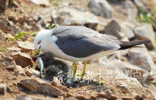 從產(chǎn)蛋到孵化，數(shù)萬只黑尾鷗在這里繁育后代