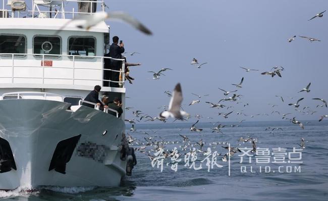 從產(chǎn)蛋到孵化，數(shù)萬只黑尾鷗在這里繁育后代
