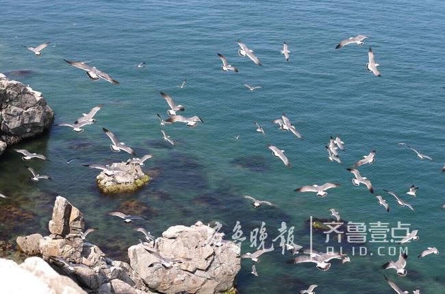 從產(chǎn)蛋到孵化，數(shù)萬只黑尾鷗在這里繁育后代