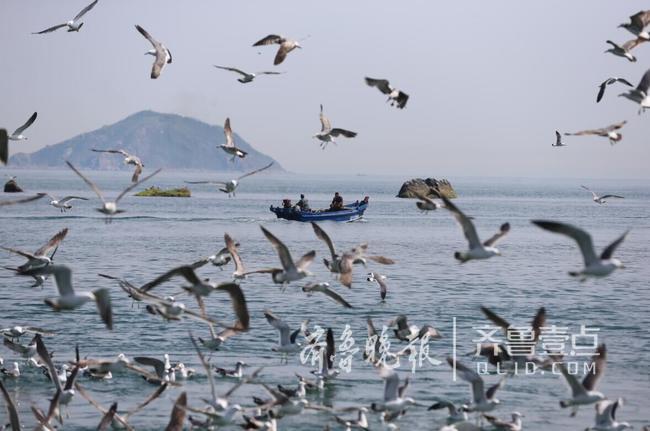 從產(chǎn)蛋到孵化，數(shù)萬只黑尾鷗在這里繁育后代