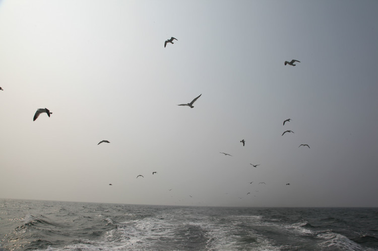 煙臺(tái) 蓬萊 長(zhǎng)島游 (一） - 山茱萸 - 我的博客