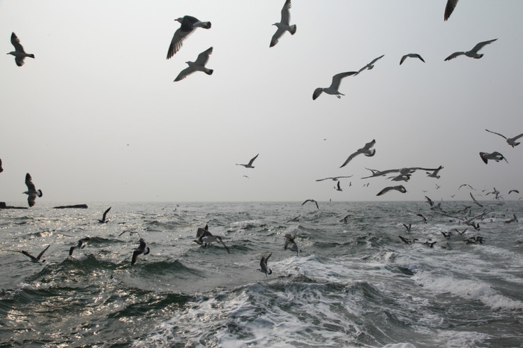 煙臺(tái) 蓬萊 長(zhǎng)島游 (一） - 山茱萸 - 我的博客