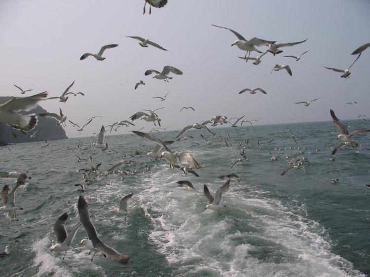 煙臺(tái) 蓬萊 長(zhǎng)島游 (一） - 山茱萸 - 我的博客