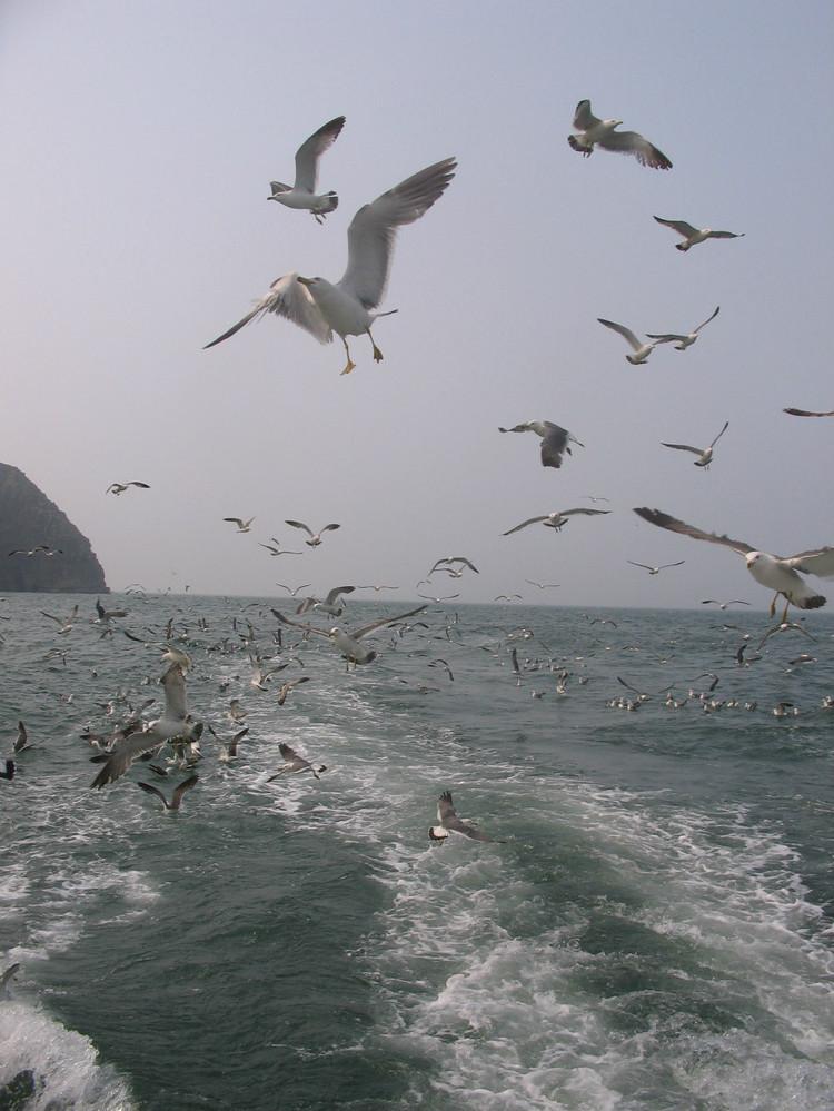 煙臺(tái) 蓬萊 長(zhǎng)島游 (一） - 山茱萸 - 我的博客