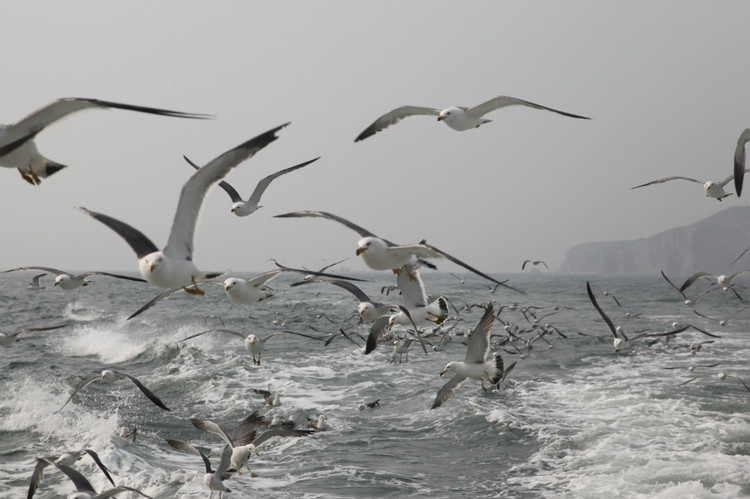 煙臺(tái) 蓬萊 長(zhǎng)島游 (一） - 山茱萸 - 我的博客