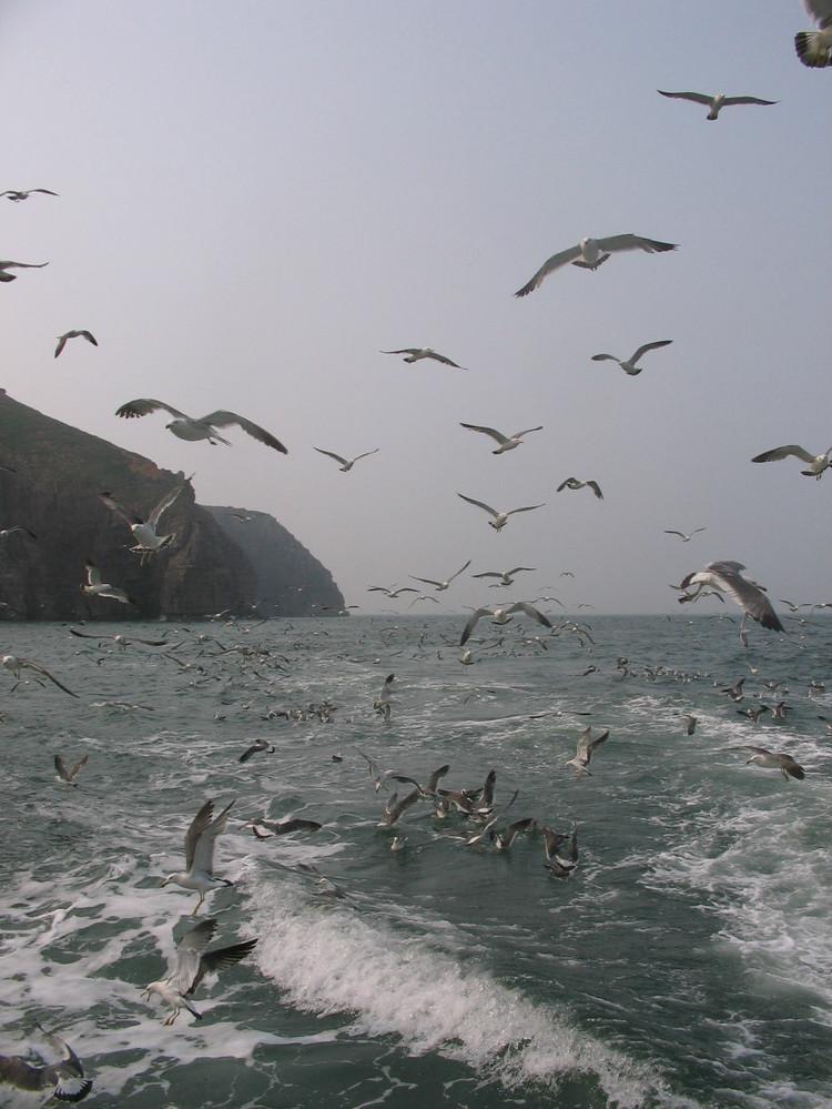 煙臺(tái) 蓬萊 長(zhǎng)島游 (一） - 山茱萸 - 我的博客