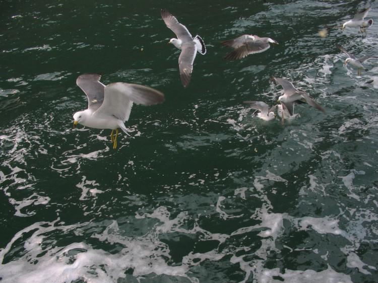 煙臺(tái) 蓬萊 長(zhǎng)島游 (一） - 山茱萸 - 我的博客