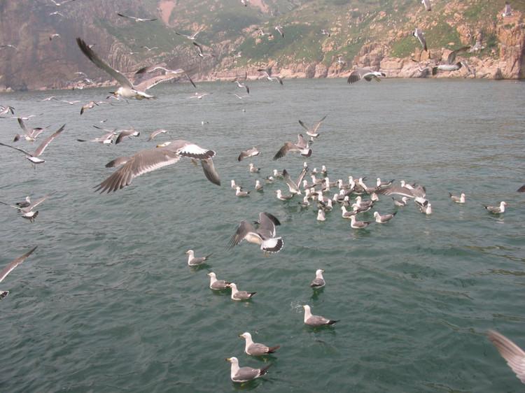 煙臺(tái) 蓬萊 長(zhǎng)島游 (一） - 山茱萸 - 我的博客