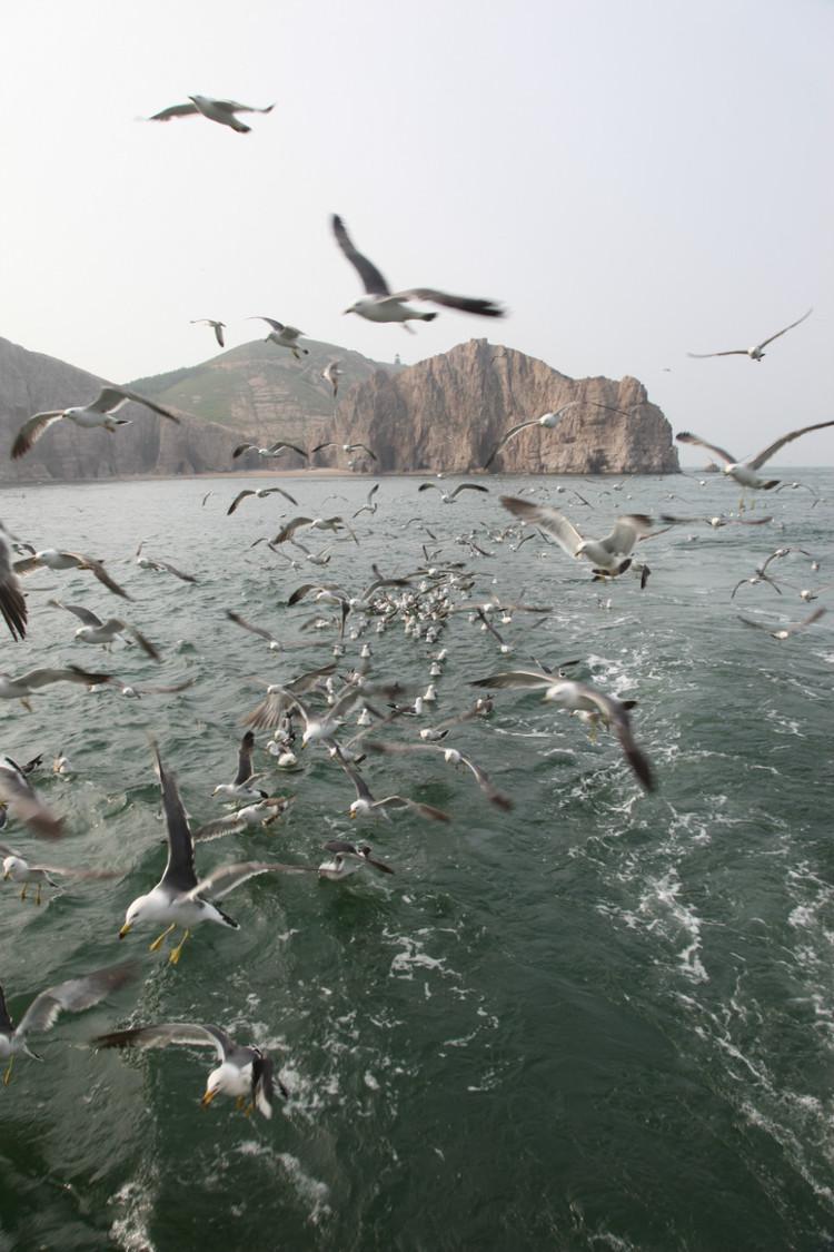 煙臺(tái) 蓬萊 長(zhǎng)島游 (一） - 山茱萸 - 我的博客