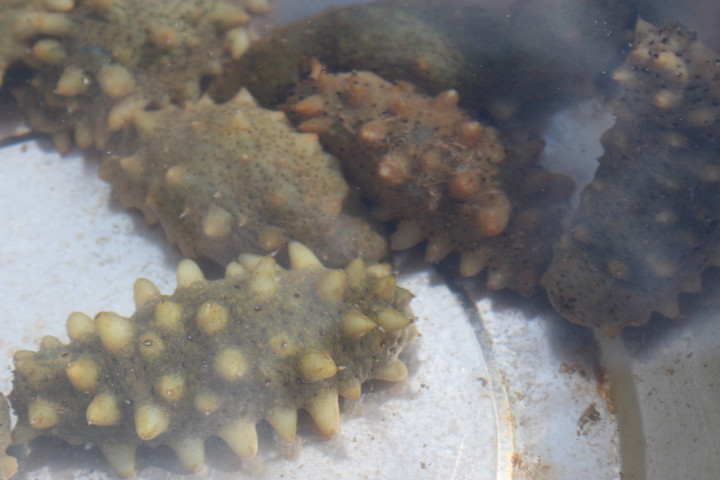 無與倫比的美味：長島國際度假區(qū)的海鮮盛宴 - 西園的貓 - 風從海面吹過來