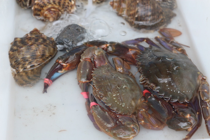 無與倫比的美味：長島國際度假區(qū)的海鮮盛宴 - 西園的貓 - 風從海面吹過來