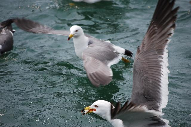 長島海鷗 近景拍攝